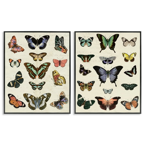 Stupell Industries Antique Butterfly Collection Insects Painting Black Framed Art Print Wall Art, 11 x 14, Set of 2