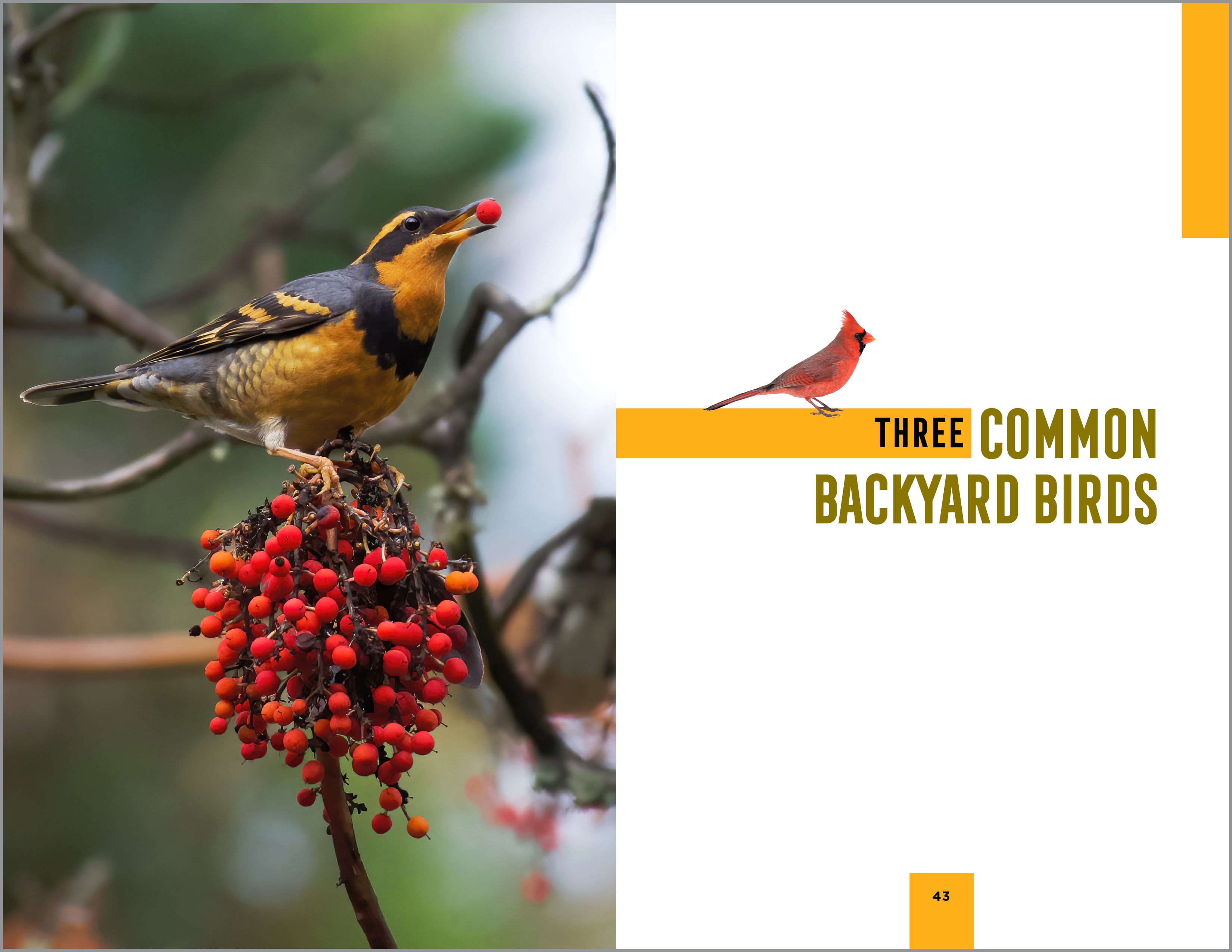 North American Bird Watching for Beginners (Spiral Bound)