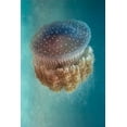 thumbnail image 2 of Halevy, Yaron 13x18 Gold Ornate Wood Framed with Double Matting Museum Art Print Titled - Jellyfish - Phylorhiza punctata, 2 of 4