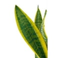 thumbnail image 5 of Live Snake Plant, Sansevieria (8"-12" Tall) 3 Pack in 3-inch Pot, 5 of 5