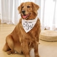 thumbnail image 3 of Bandana para perros HDGDT Mis humanos se van a casar, ella dijo que sí, 3 of 5