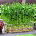 thumbnail image 7 of 10 Pack Jute Plant Grow Mat for Microgreens,Bexikou Hydroponic Grow Pads,Hemp Fiber Mats Sprouting Pads Microgreens Growing Kit for Indoor Organic Wheatgrass Sprouts(9.84" X 9.84" ), 7 of 7
