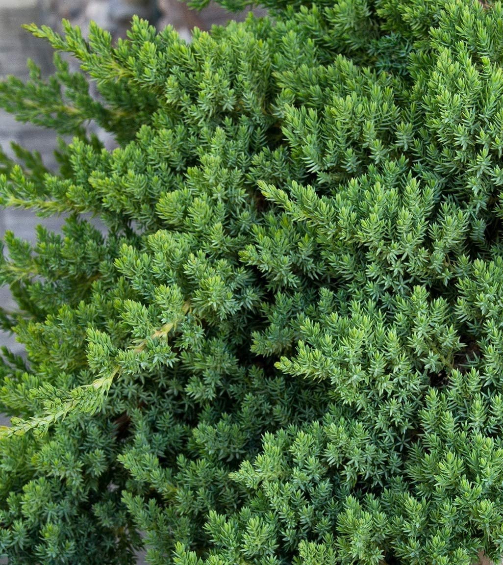 Juniper Procumbens Nana - 20 Live Plants - Drought Tolerant Evergreen Groundcover - Great for Bonsai