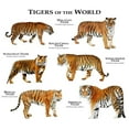 thumbnail image 3 of CafePress - Tigers Of The World Men's Light Pajamas - Men's Light Loose Fit Cotton Pajama Set, 3 of 7