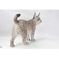 thumbnail image 3 of Décoration de Jardin Statue d'Animal Statue de Lynx, 3 of 4