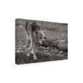 thumbnail image 2 of Gordon Semmens 'Wolves of Autumn 09' Canvas Art, 2 of 3