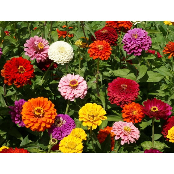 Zinnia Dahlia Flowered Mixture Nice Garden Flower by Seed Kingdom 1/4 Lb Seeds