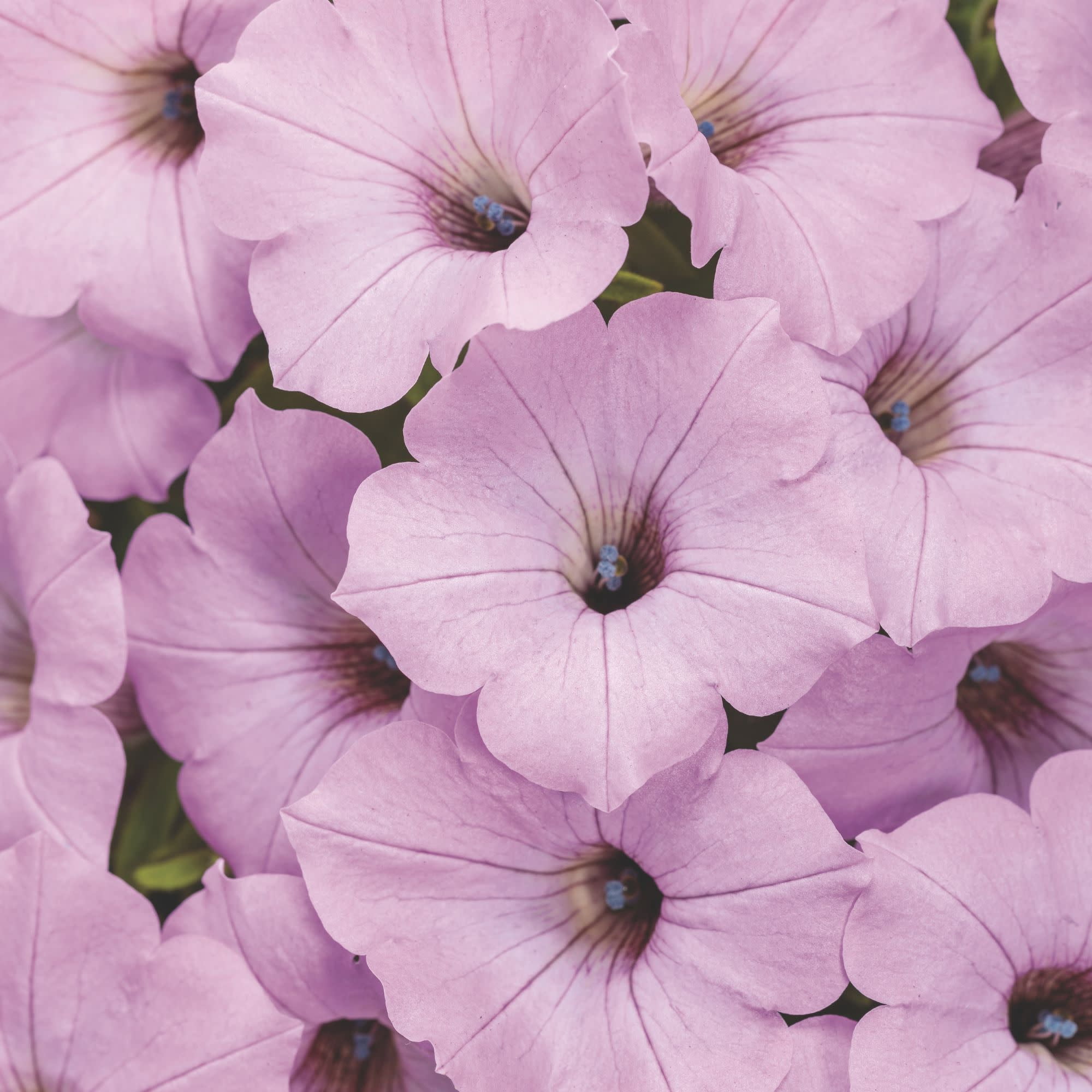 Proven Winners 4" Pink Supertunia Vista Cool Jazz Petunia Live Plant in 4.25" Pot (4 Count)