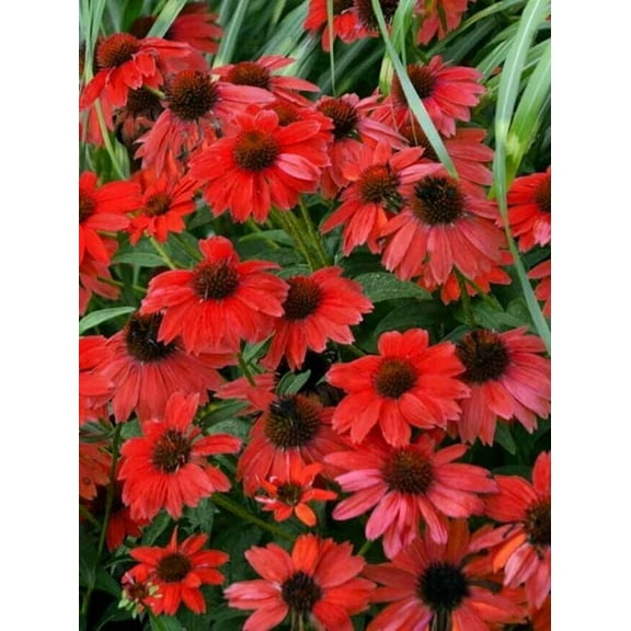 50 Sombreo Red Coneflower Seeds Echinacea Flower Perennial Flowers Seed 1389 USA