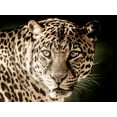 thumbnail image 2 of Kimberly, Allen 32x25 Black Ornate Wood Framed with Double Matting Museum Art Print Titled - Leo, 2 of 4