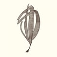 thumbnail image 2 of Vision Studio 26x26 White Modern Wood Framed Museum Art Print Titled - Seaweed Collection V, 2 of 4