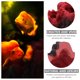 thumbnail image 5 of WRITWAA 1Ud Adorno Para Decorar Acuarios Con Material Resistente Y, 5 of 6