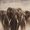 African Elephant Herd, variant on Qisvanset Mona Lisa Classic Painting Canvas Wall Art 15.75x11.81 Inches