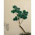 thumbnail image 2 of Unknown 20x24 Black Ornate Wood Framed with Double Matting Museum Art Print Titled - Oriental Tree, 2 of 4