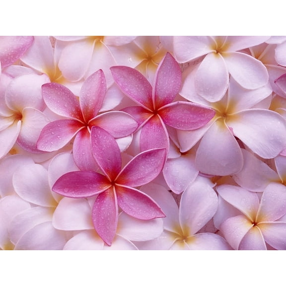 Pink Hawaiian Live 8"  Plumeria Frangipani Plant Cutting (1 Count) Full Sun, Perennial, Fragrant