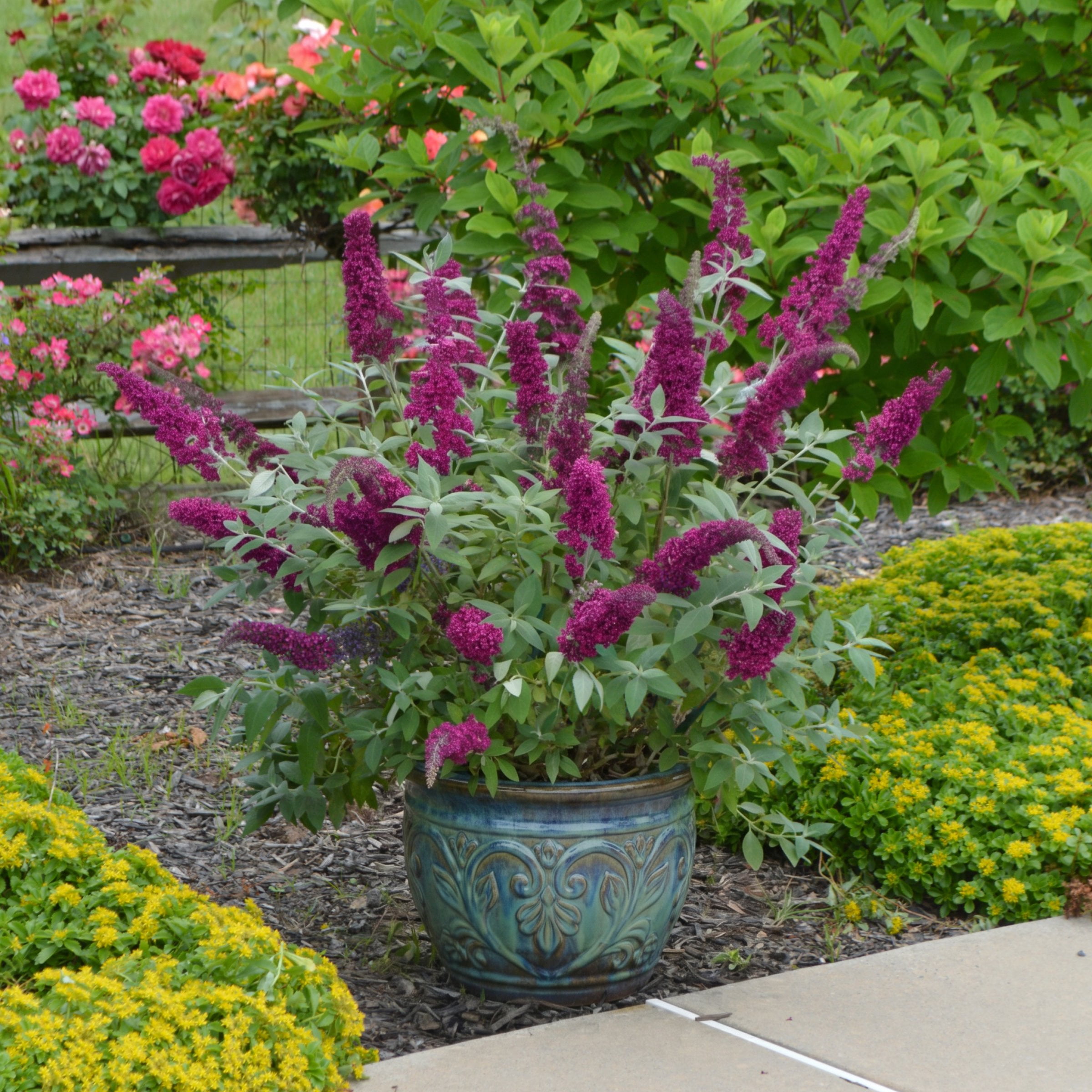 National Plant Network 3.25 in. Buddleia Nanho Purple