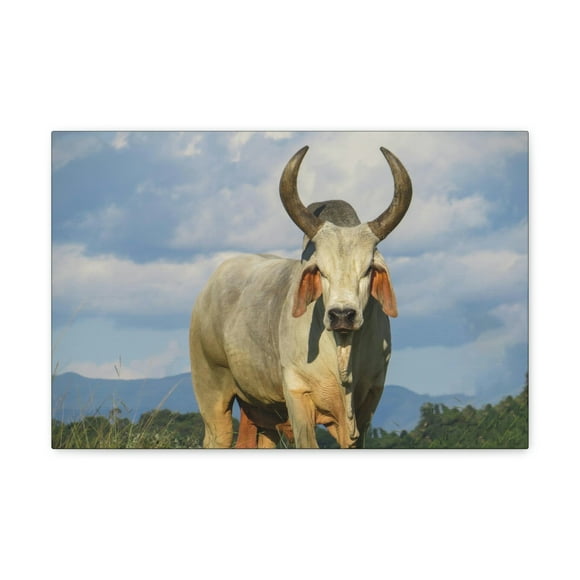 Majestic Zebu Art Majestic Zebu Print Animal Wall Art Wildlife Canvas Prints Wall Art Ready to Hang Unframed