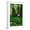 White Frame, variant on Art.com Olympic National Park, Washington - Hoh Rain Forest Art Print by Lantern Press, 12" x 18"