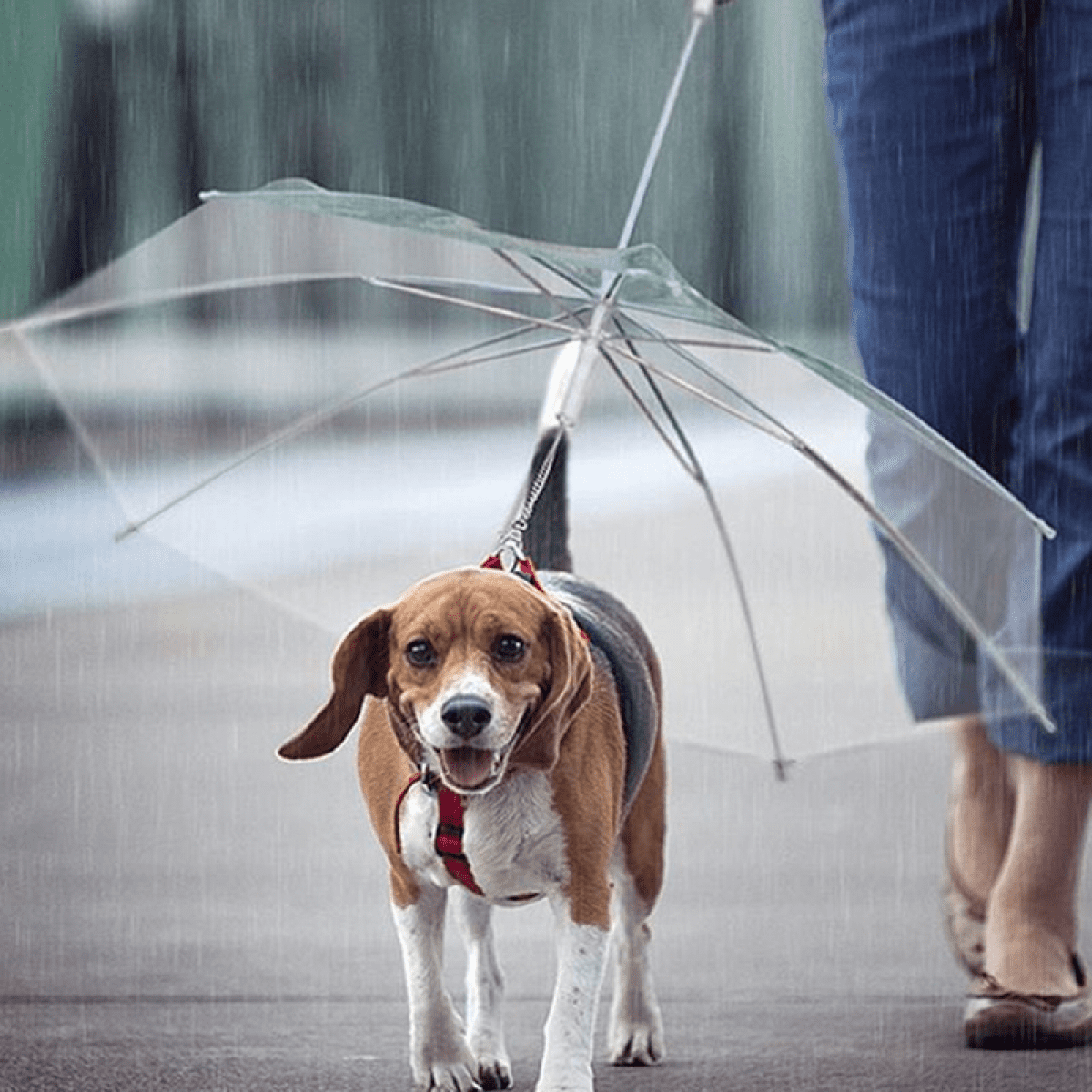 Pet Umbrella with Leash for Pet Dog for Small and Medium Sized Dogs Walmart