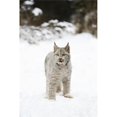 thumbnail image 1 of Posterazzi DPI1793390 Wild Lynx Poster Print by Richard Wear, 11 x 17, 1 of 1
