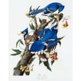 thumbnail image 1 of "Blue Jay, Audubon - CANVAS OR PRINT WALL ART", 1 of 1