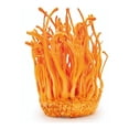 thumbnail image 4 of Hongo Adaptógeno Commons Cordyceps 50g Polvo 100% Orgánico, 4 of 9