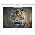 thumbnail image 5 of Art.com Bengal Tiger Giclee Print by Jai Johnson, White Frame Wall Art, 29" x 23", 5 of 5