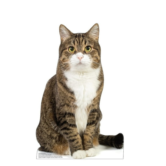 Cardboard People House Cat Life Size Cardboard Cutout Standup - Made in USA