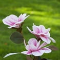 thumbnail image 3 of Enova Home Artificial Real Touch Magnolia Faux Flowers Arrangement in Glass Vase with Faux Water and River Rock for Home Office Wedding Decór (Pink), 3 of 4
