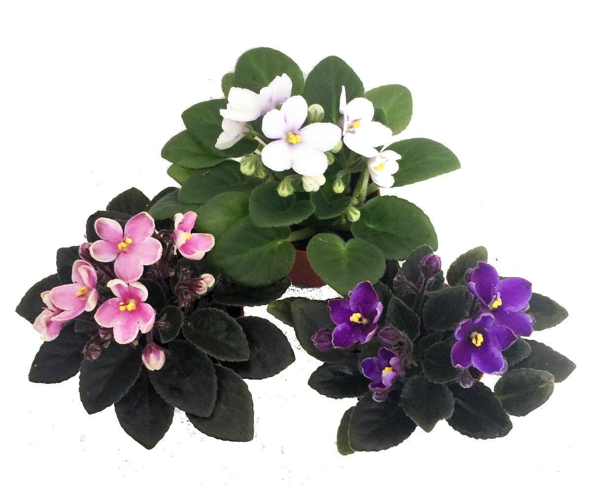 Miniature African Violet 3 Plants/2&quot; Pot Great for