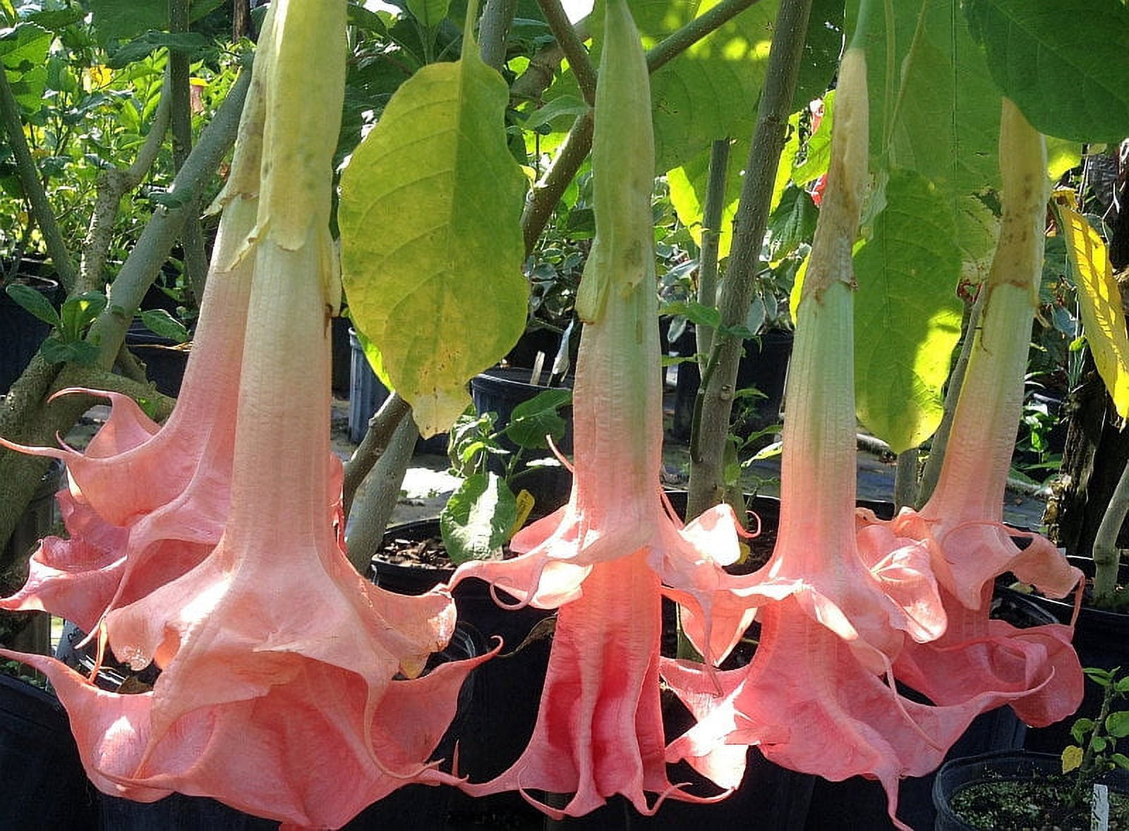 25+ Seeds| Pink Agel's Trumpet Datura Flower Seeds [BUY 3