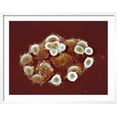thumbnail image 2 of HeLa Cells, SEM, Figurative Framed Art Print Wall Art by Science Photo Library Sold by Art.Com, 2 of 5