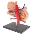 thumbnail image 1 of Vogacara 2:3 Human Human Stomach Pancreas with Organs Anatomy Internal Study Model Juguetes, 1 of 1