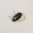 thumbnail image 4 of BotaniNest Solar Powered Micro Cockroach Toy Educational Model This Quirky Solar Cockroach Toy Is A For Children And Adults Who Unique Gadgets And Scientific Toys., 4 of 5