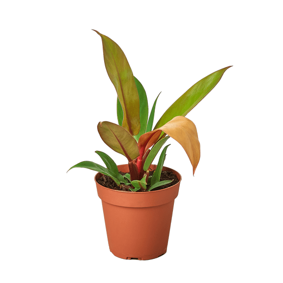 Philodendron Prince of Orange - Live Air-Purifying Indoor Plant in Nursery Pot – Easy Care, Low Maintenance Houseplant for Home & Office Decor, Natural Air Cleaner, Best for Beginners (4"Pot)