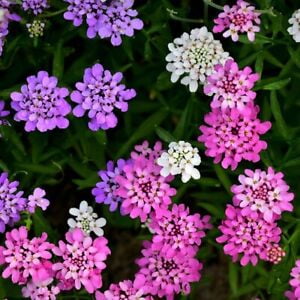 

Candytuft MIXED COLORS Ground Cover Pollinators Fragrant USA Non-GMO 500 Seeds!