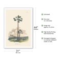 thumbnail image 2 of Moriche Palm Tree (Mauritia Vinifera) - Vintage Botanical Illustration by Carl Friedrich Philipp von Martius c.1820s - Fine Art Rolled Canvas Print 27in x 40in, 2 of 4
