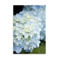 thumbnail image 2 of Gango Home Decor Hydrangeas IV by Karyn Millet (Printed on Paper); One 24x36in Fine Art Paper Giclee Print, 2 of 4
