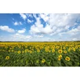 thumbnail image 3 of MOON.QG Fondo de fotografía de campo de granja de primavera, paisaje de pastizales con girasoles, fondo para sesión fotográfica de fiesta, decoración personalizada, accesorios para fotos, 3 of 5