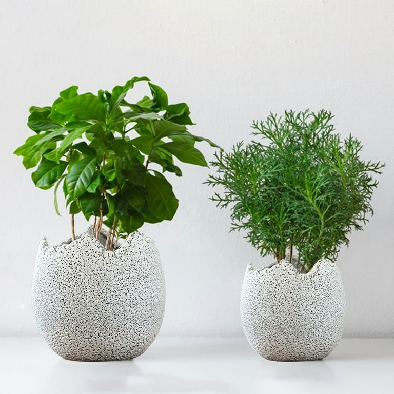 indoor stick plant Buy 'Pencil Cactus - Euphorbia tirucalli Firesticks' Care and Growing Guide