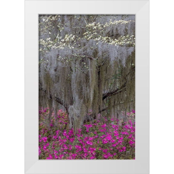 Jones, Adam 11x14 White Modern Wood Framed Museum Art Print Titled - Flowering dogwood trees and azaleas in full bloom in spring-Bonaventure Cemetery-Savannah-Georgia