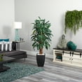 thumbnail image 4 of Nearly Natural 5.5 ft. Raphis Palm Artificial Tree in Black Planter, 4 of 5