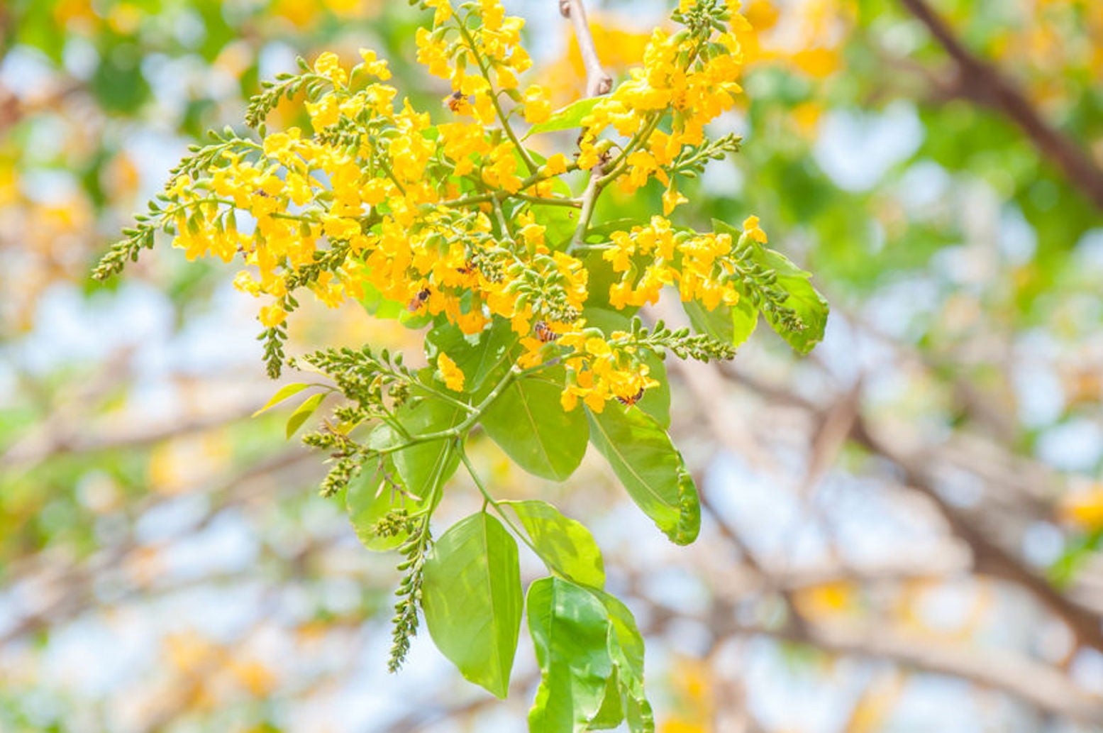 Red Sandalwood 4 Seeds Small Rare Tropical Tree Bonsai