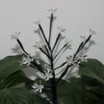 thumbnail image 3 of Solar Power LED Tree Light Cherry Blossom Decoration Lamp Built-in Battery Garden Lamp, 3 of 8