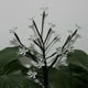 thumbnail image 3 of Lámpara de decoración de flor de cerezo con luz de árbol LED de energía solar, lámpara de jardín con batería incorporada, 3 of 8