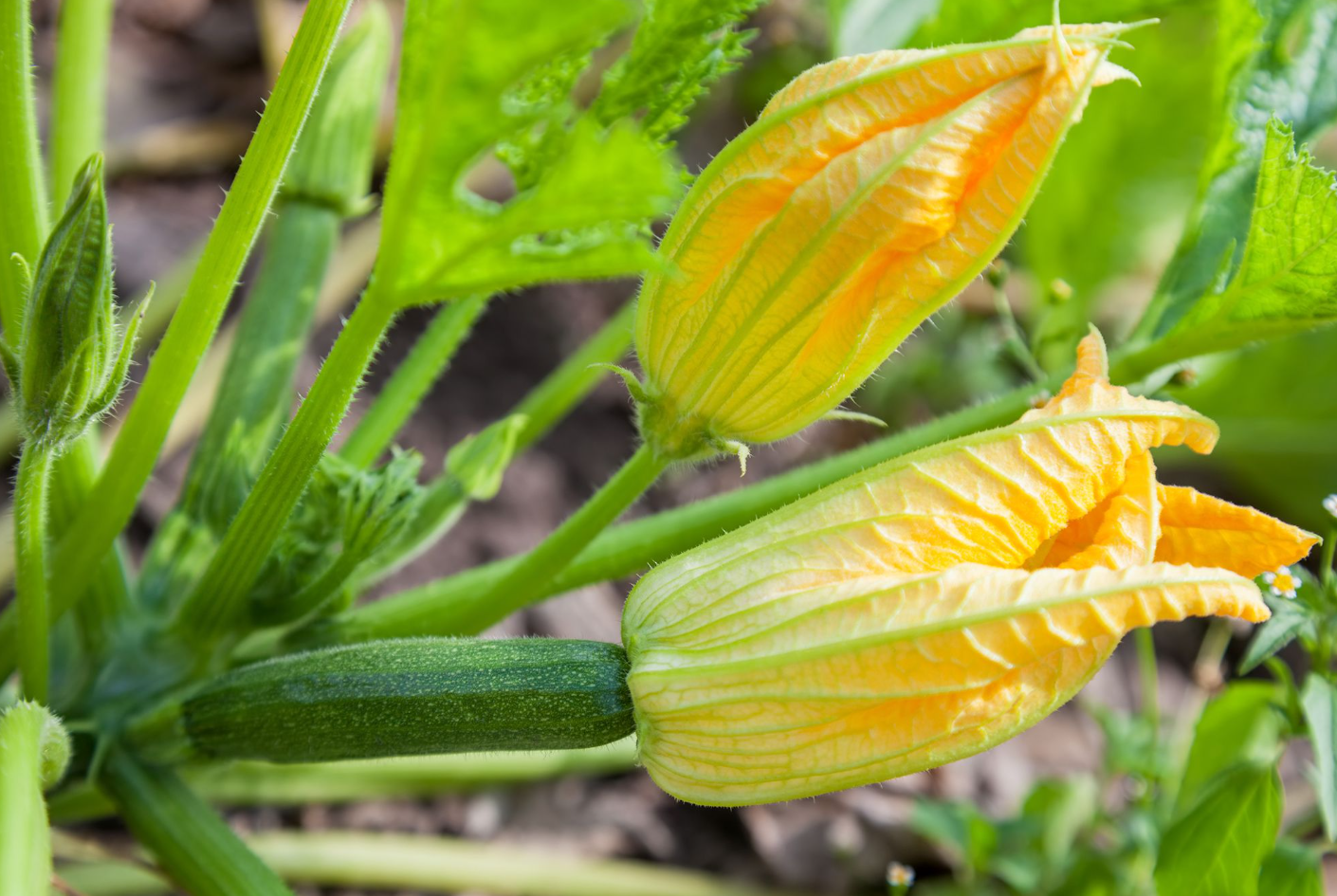 2 Green Squash Zucchini Plants Seedlings, 4 Inches Pot, Squash Plants Live 3-5" Tall, Live Zucchini Plants