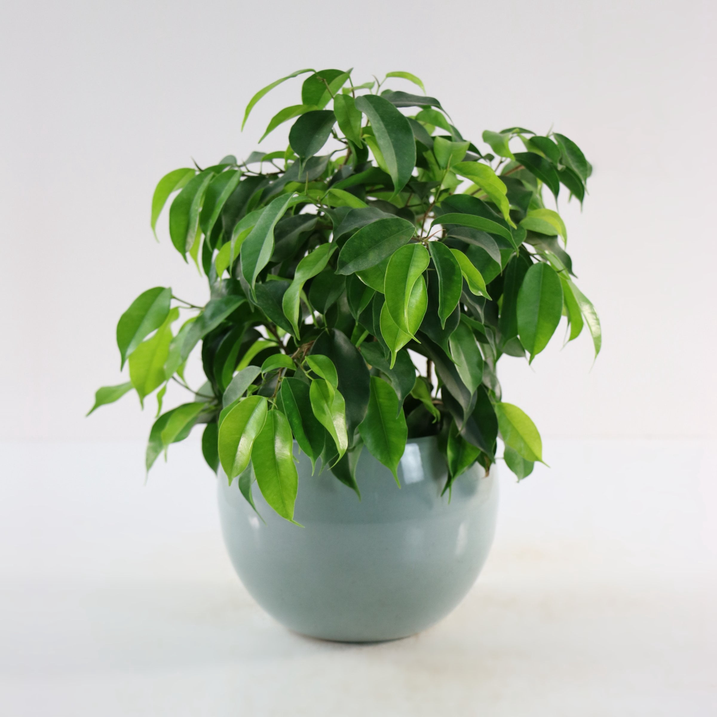6 in. Ficus Spire Plant in Grower Container