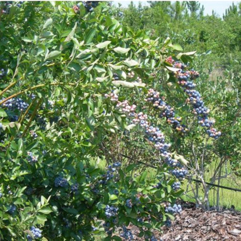 Expert Gardener 2-3 ft tall Powder Blue Rabbiteye Blueberry Live Shrub in 5-Gallon Grower Pot