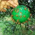 thumbnail image 2 of Trampa para insectos, mosca del limo, mosca ecológica, mosca blanca, 10 Uds., 2 of 5