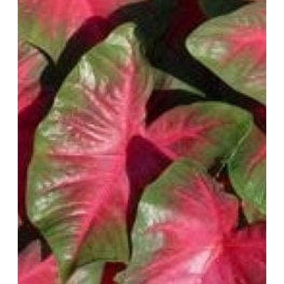 Caladium Florida "Cardinal" or "Buck" (3 Bulbs) - Flourishing Venture